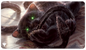 A black cat with glowing green eyes, a Displacer Kitten, on a Magic: The Gathering playmat. Brand: Ultra PRO, Item: Commander Legends: Battle for Baldur's Gate Displacer Kitten Standard Gaming Playmat.