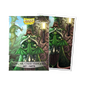 A green matte art card sleeve featuring Mothar Vanguard portrait. Brand: Dragon Shield, Item: Mothar Vanguard Portrait - Matte Art Sleeves.